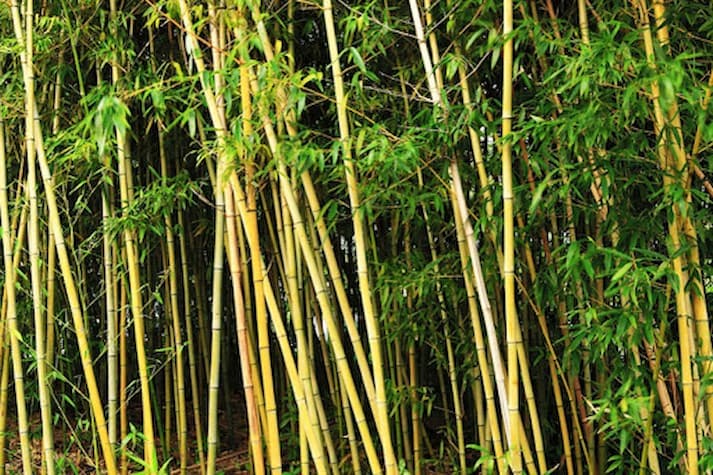 Taman Kering dengan Elemen Bambu